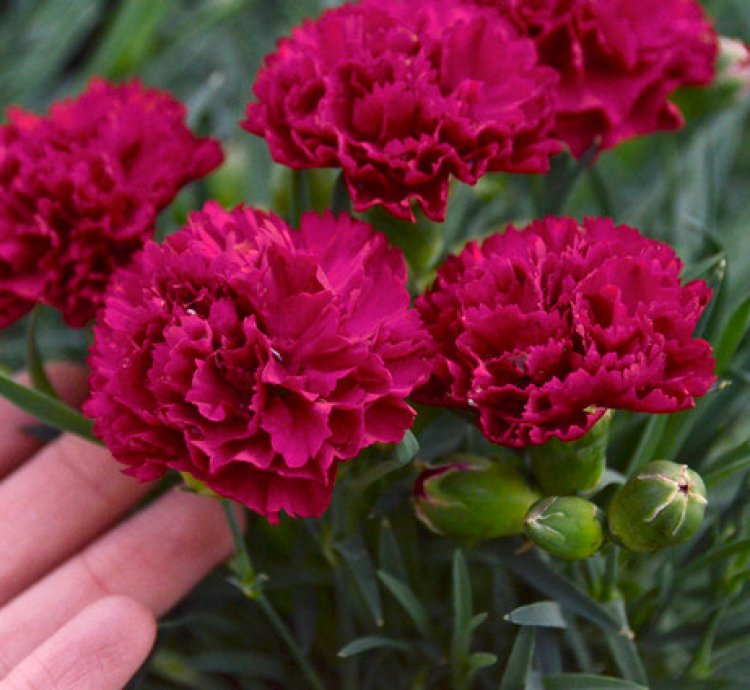 Fruit Punch Cranberry Cocktail Pinks Dianthus