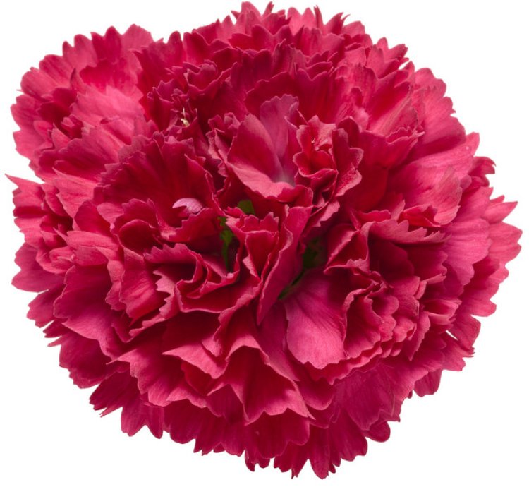 Fruit Punch Cranberry Cocktail Pinks Dianthus