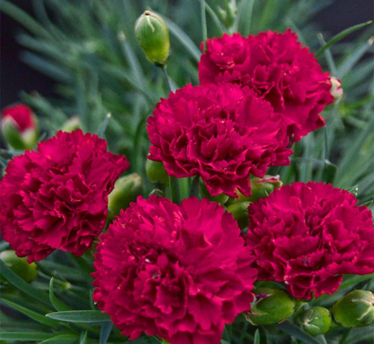 Fruit Punch Cranberry Cocktail Pinks Dianthus