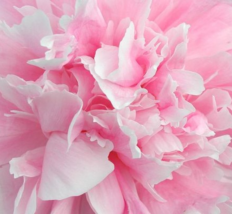 Pink Sarah Bernhardt Peony