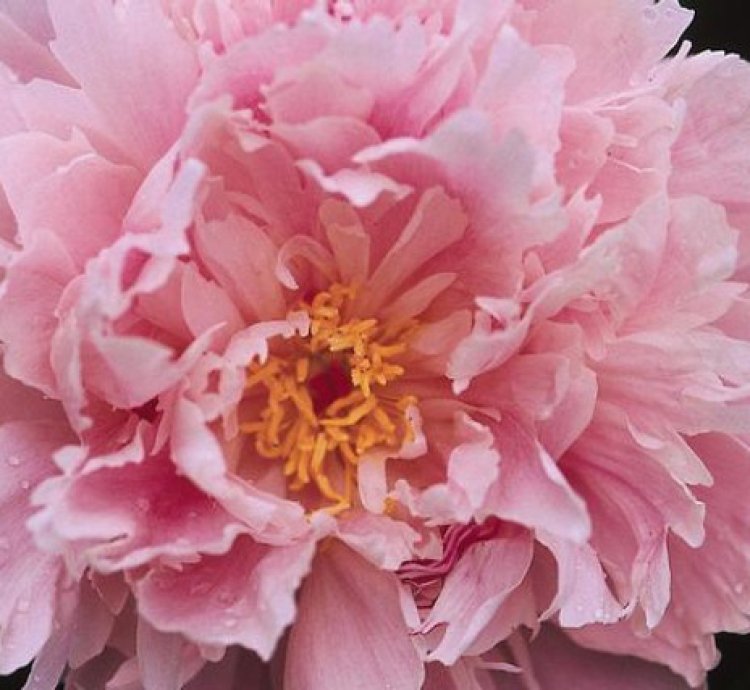 Pink Sarah Bernhardt Peony