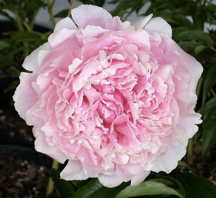 Pink Sarah Bernhardt Peony