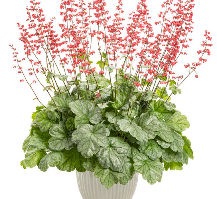 Dolce Spearmint Coral Bells
