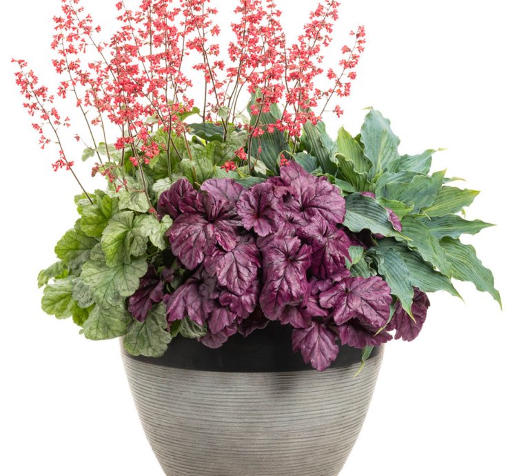 Dolce Spearmint Coral Bells