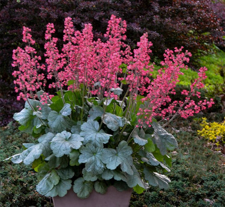 Dolce Spearmint Coral Bells