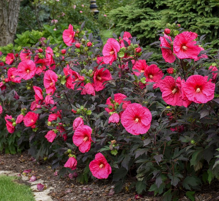 Summerific Evening Rose Hibiscus