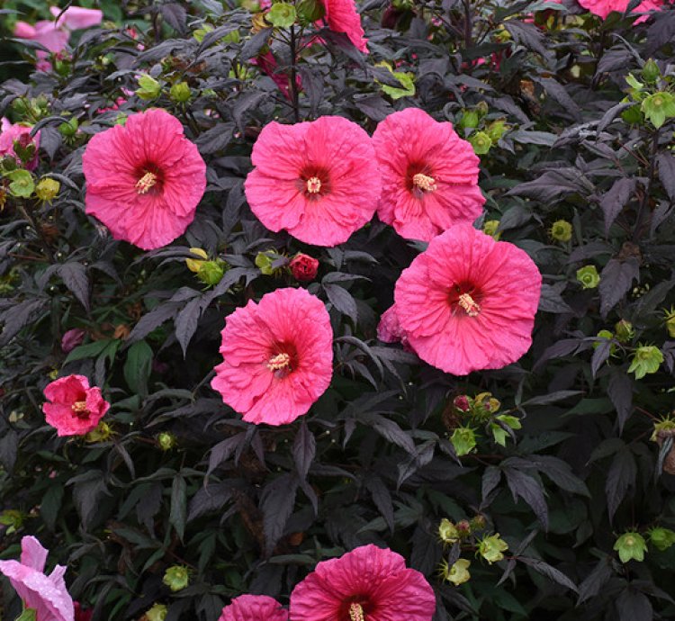 Summerific Evening Rose Hibiscus