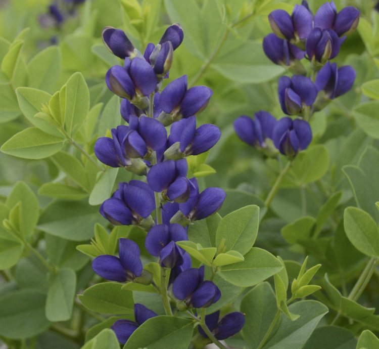 Decadence Sparkling Sapphires False Indigo