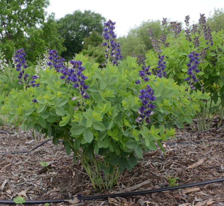 Decadence Sparkling Sapphires False Indigo