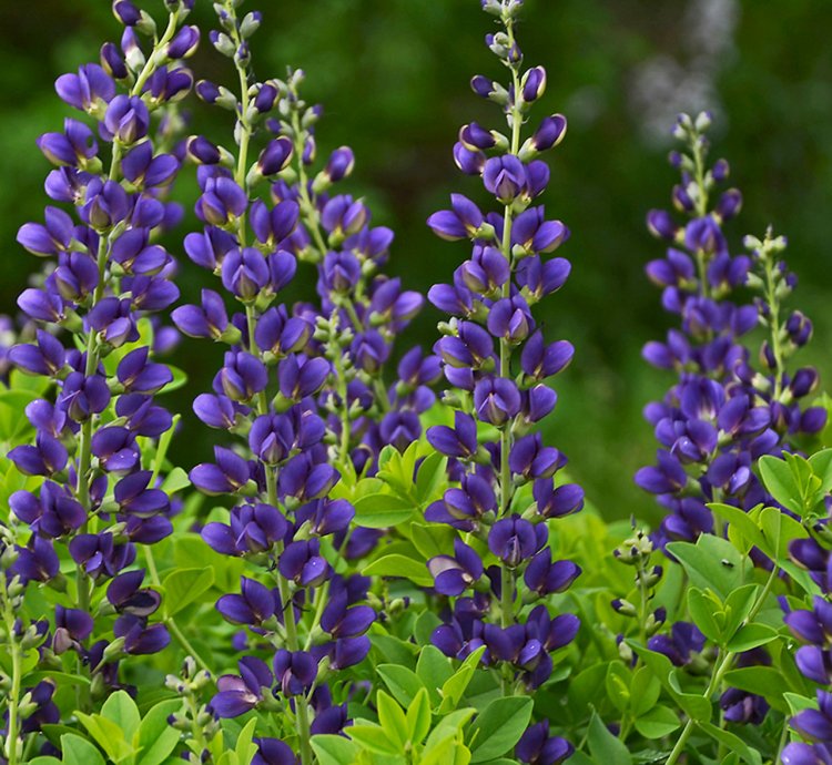 Decadence Sparkling Sapphires False Indigo