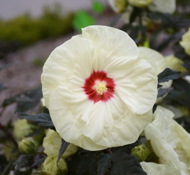Summerific French Vanilla Hibiscus