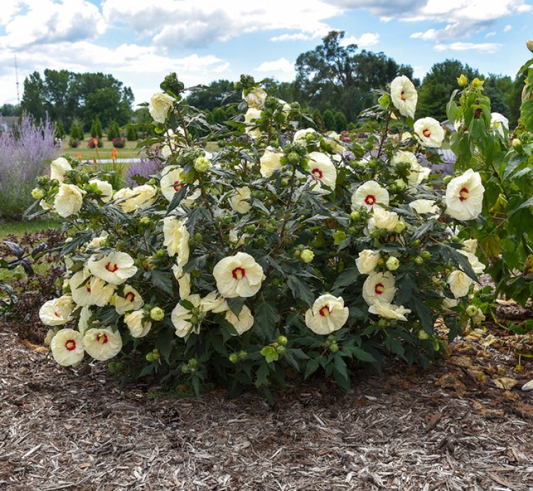 Summerific French Vanilla Hibiscus