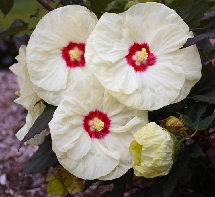 Summerific French Vanilla Hibiscus