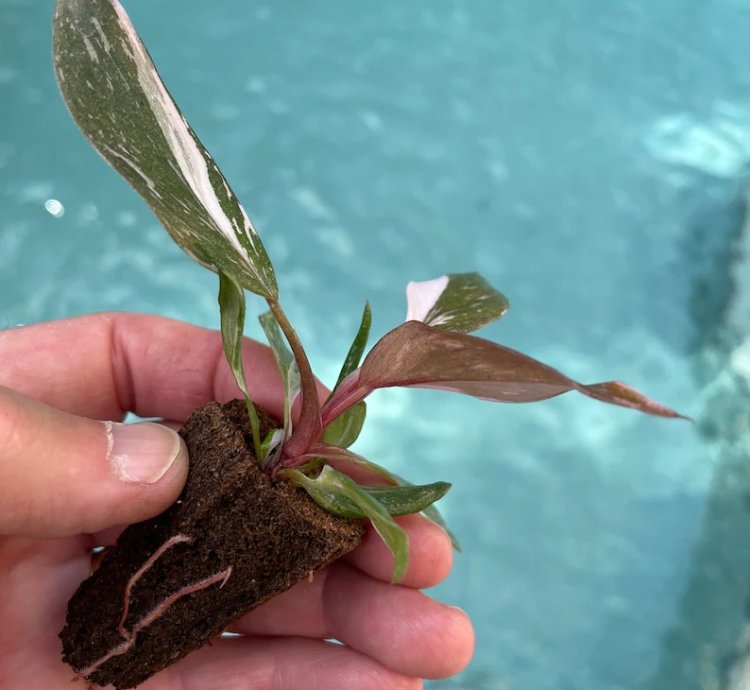 Philodendron Pink Princess Starter Plant | Easy Care Indoor Houseplant