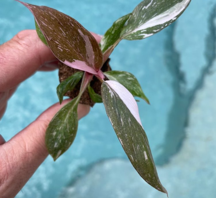 Philodendron Pink Princess Starter Plant | Easy Care Indoor Houseplant
