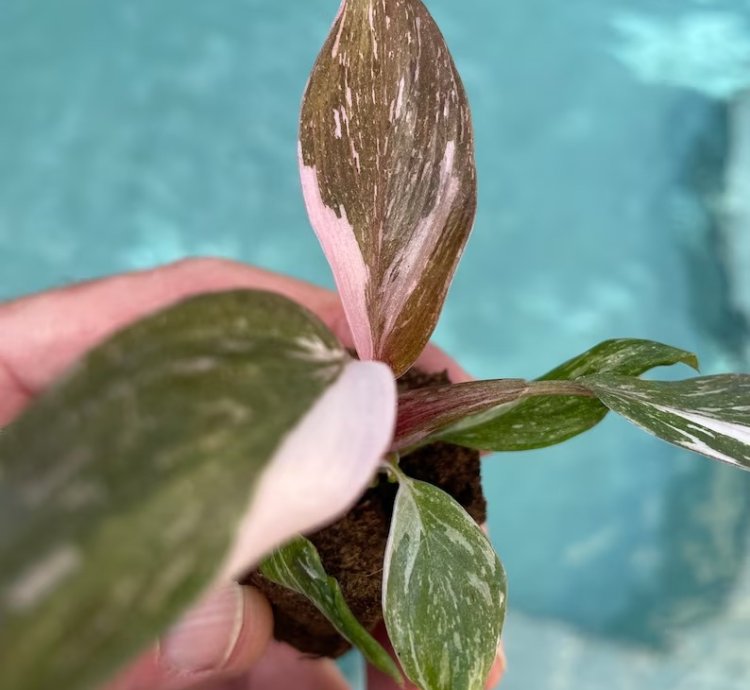 Philodendron Pink Princess Starter Plant | Easy Care Indoor Houseplant