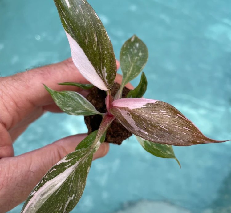 Philodendron Pink Princess Starter Plant | Easy Care Indoor Houseplant