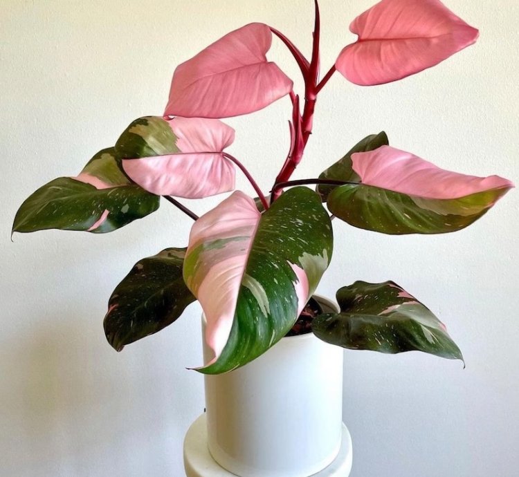Philodendron Pink Princess Starter Plant | Easy Care Indoor Houseplant