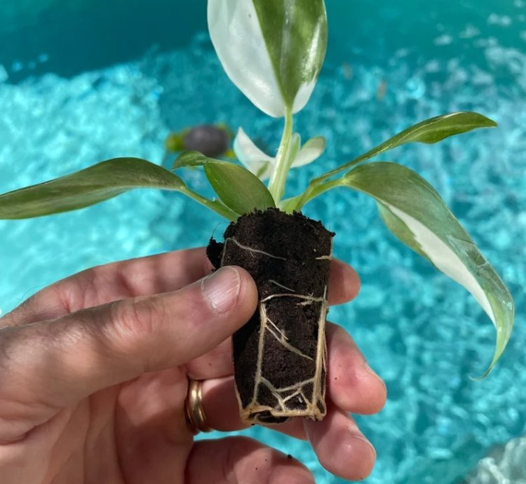 Philodendron Punctata Starter Plant | Variegated Foliage