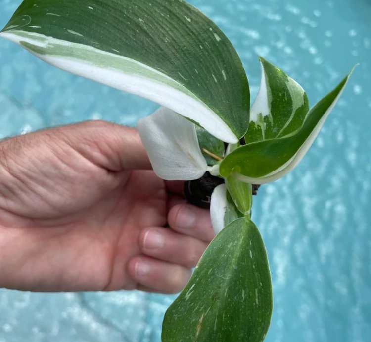 Philodendron Punctata Starter Plant | Variegated Foliage