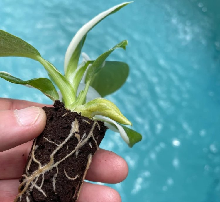 Philodendron Punctata Starter Plant | Variegated Foliage