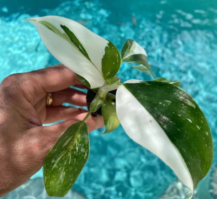 Philodendron Punctata Starter Plant | Variegated Foliage