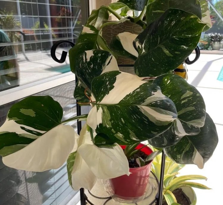 Philodendron Punctata Starter Plant | Variegated Foliage