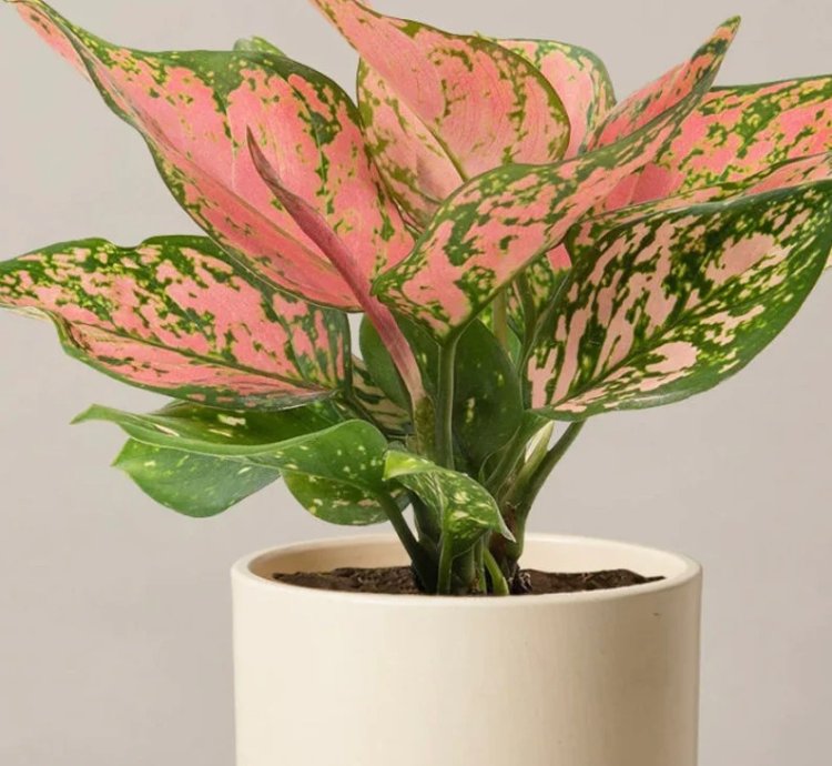 Aglaonema “Wishes” Starter Plant | Lucky Chinese Evergreen