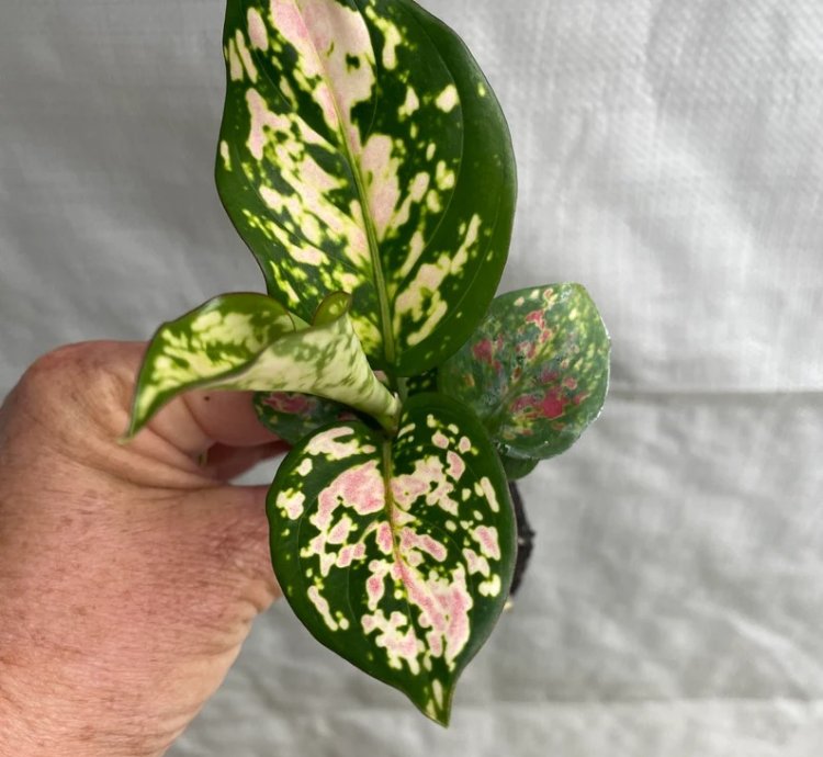 Aglaonema “Wishes” Starter Plant | Lucky Chinese Evergreen
