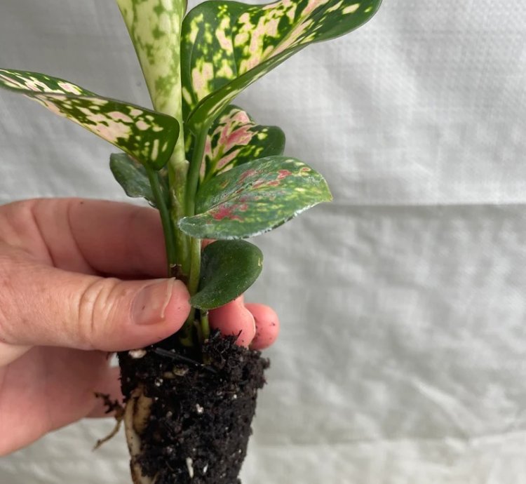 Aglaonema “Wishes” Starter Plant | Lucky Chinese Evergreen