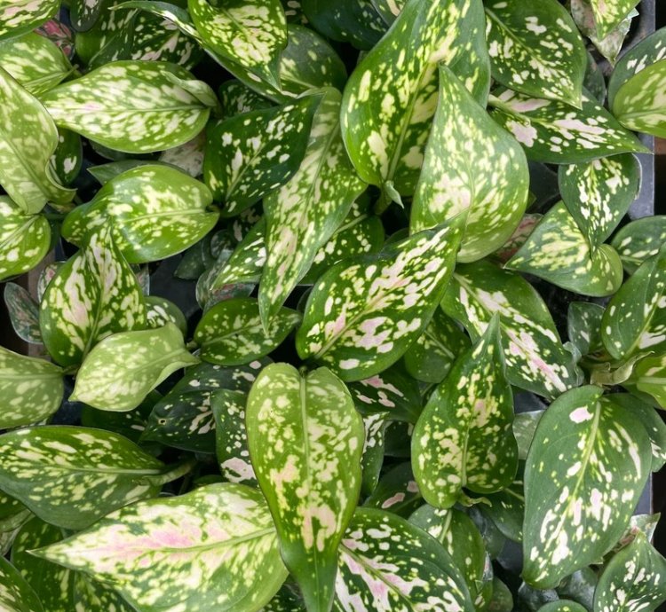 Aglaonema “Wishes” Starter Plant | Lucky Chinese Evergreen