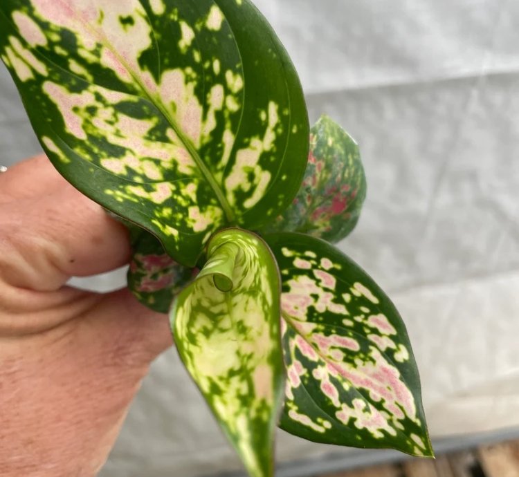 Aglaonema “Wishes” Starter Plant | Lucky Chinese Evergreen