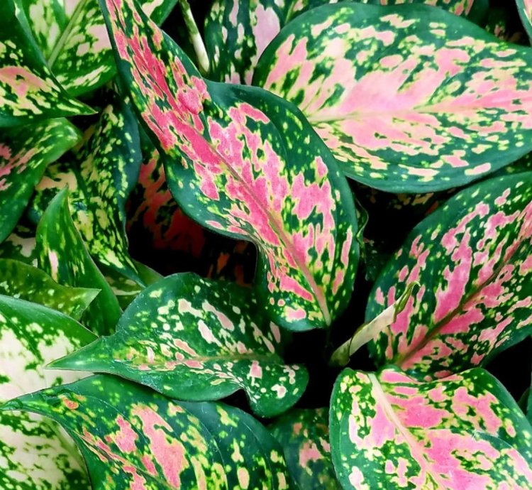 Aglaonema “Wishes” Starter Plant | Lucky Chinese Evergreen