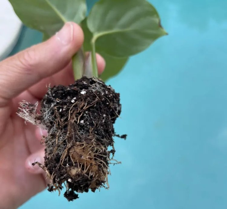 Calathea Orbifolia Starter Plant | Tropical Houseplant with Round Foliage