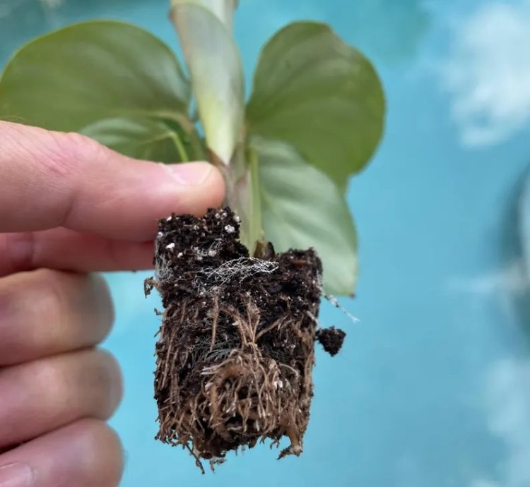 Calathea Orbifolia Starter Plant | Tropical Houseplant with Round Foliage