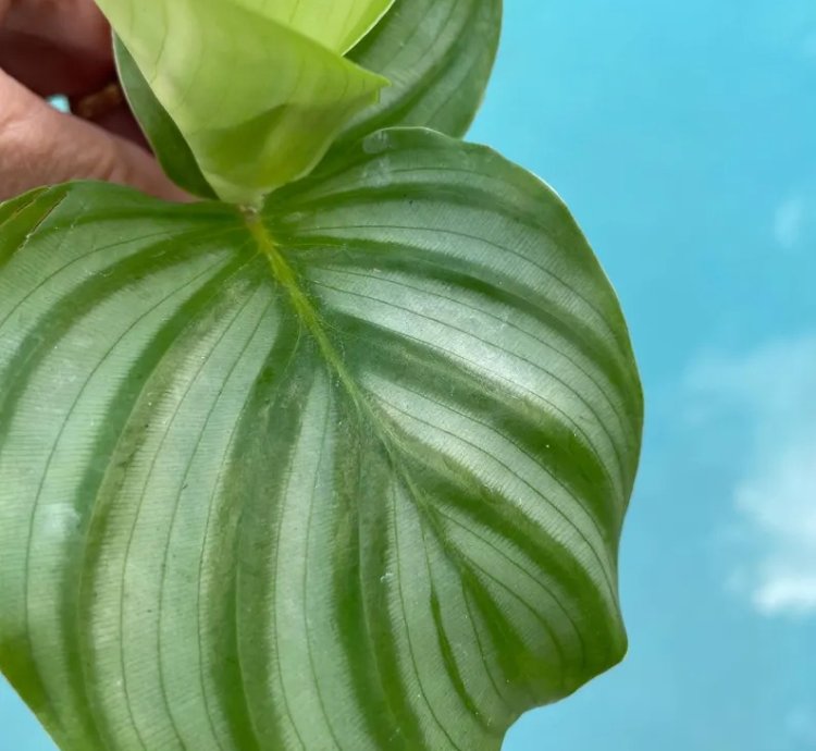 Calathea Orbifolia Starter Plant | Tropical Houseplant with Round Foliage