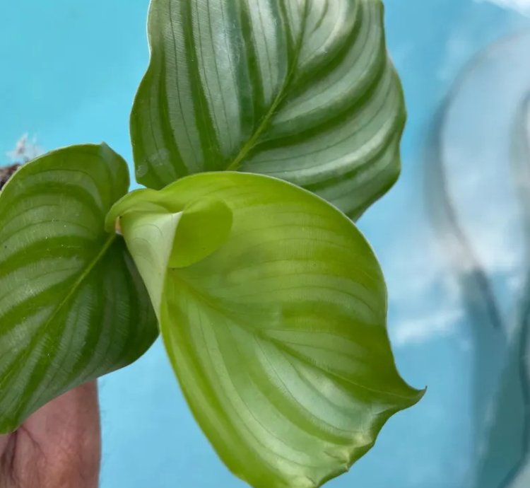 Calathea Orbifolia Starter Plant | Tropical Houseplant with Round Foliage