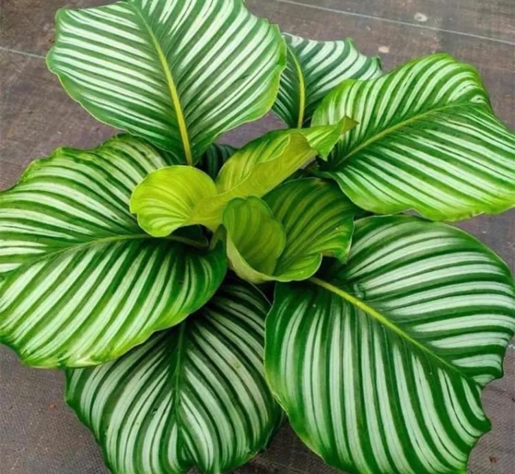 Calathea Orbifolia Starter Plant | Tropical Houseplant with Round Foliage