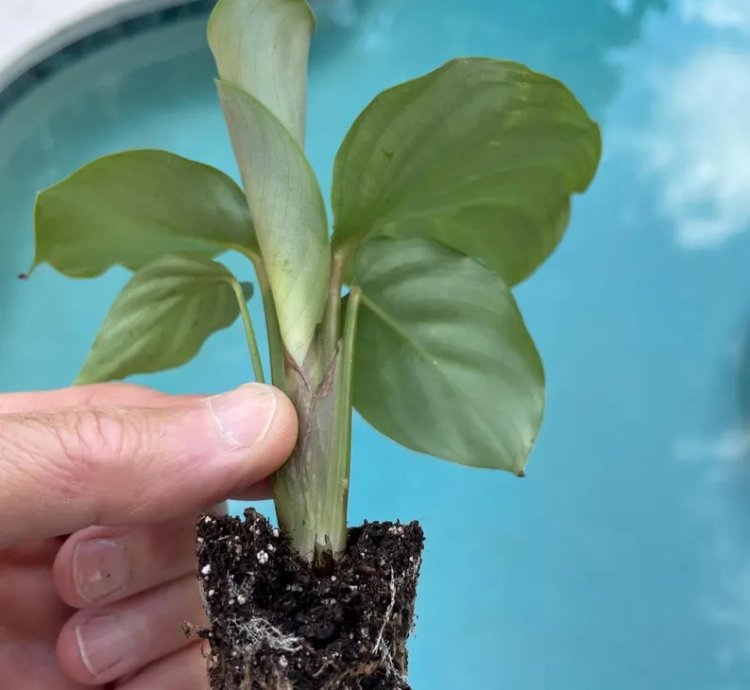 Calathea Orbifolia Starter Plant | Tropical Houseplant with Round Foliage