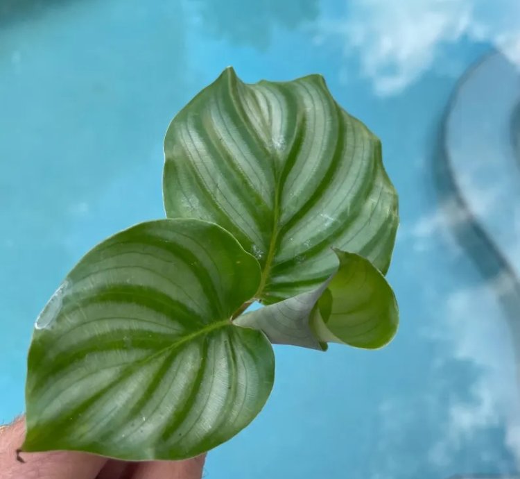 Calathea Orbifolia Starter Plant | Tropical Houseplant with Round Foliage