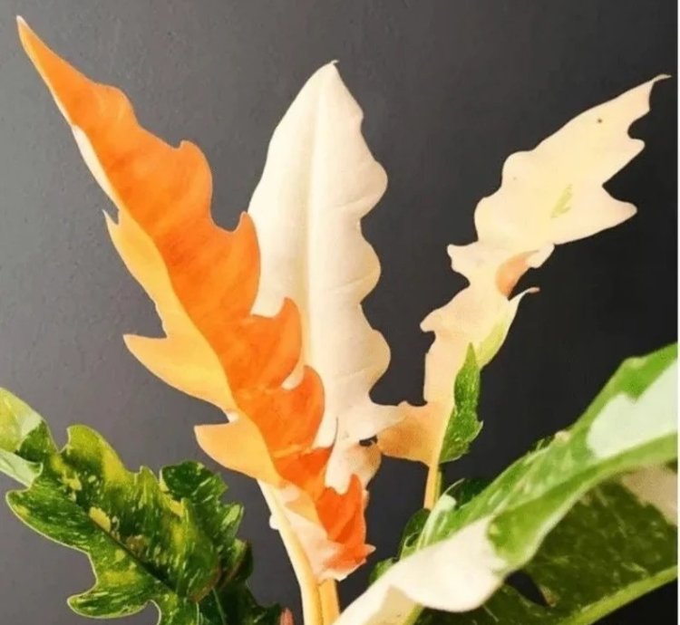 Philodendron Ring of Fire Starter Plant | Colorful Climbing Aroid