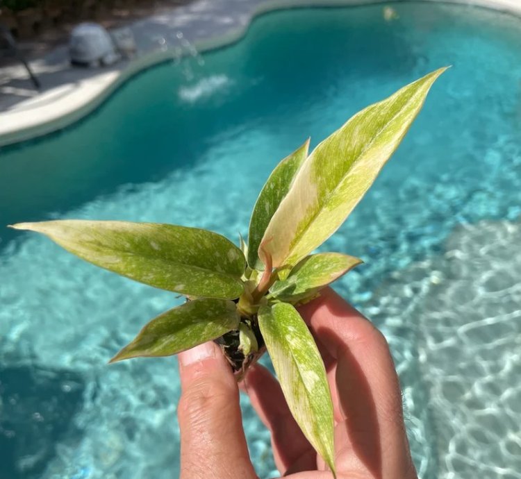 Philodendron Ring of Fire Starter Plant | Colorful Climbing Aroid