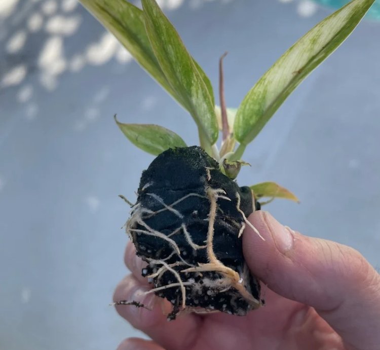 Philodendron Ring of Fire Starter Plant | Colorful Climbing Aroid
