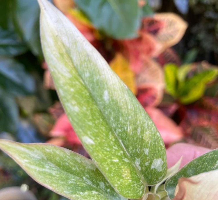 Philodendron Ring of Fire Starter Plant | Colorful Climbing Aroid