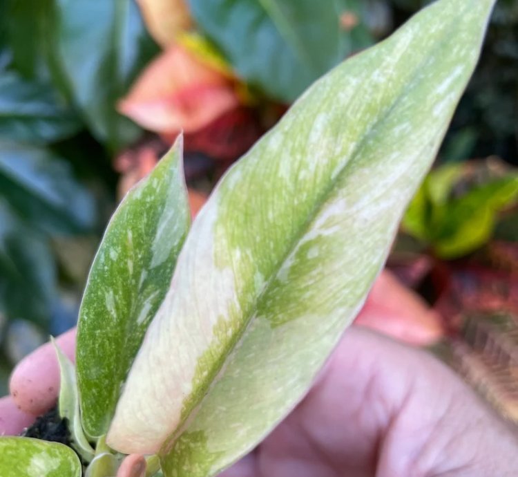 Philodendron Ring of Fire Starter Plant | Colorful Climbing Aroid