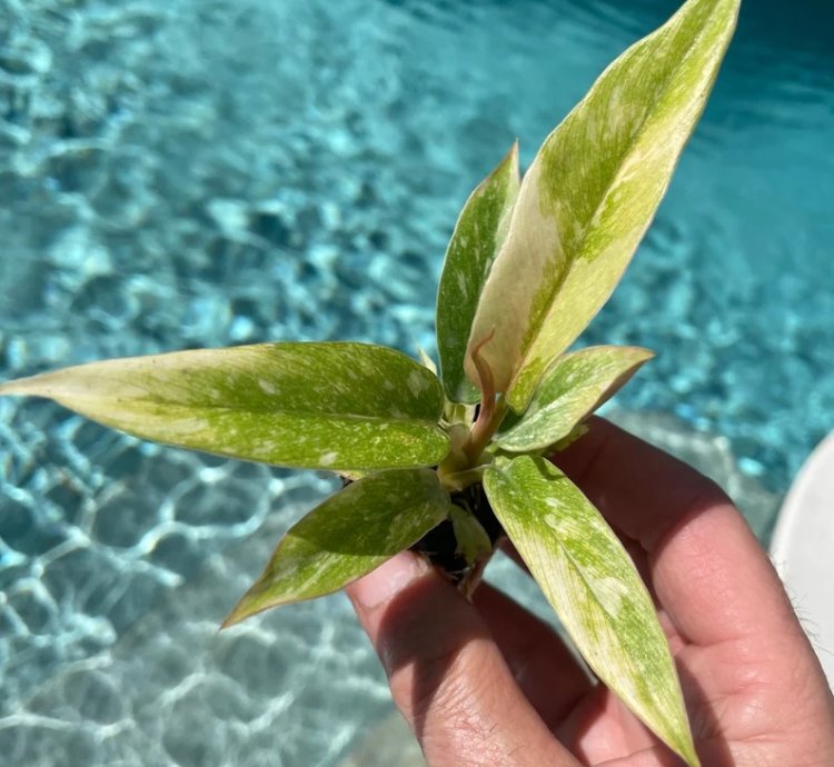 Philodendron Ring of Fire Starter Plant | Colorful Climbing Aroid