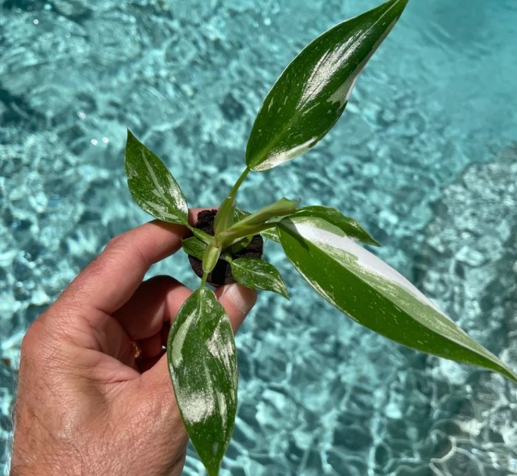 Philodendron White Princess Starter Plant | Stunning Variegated Aroid