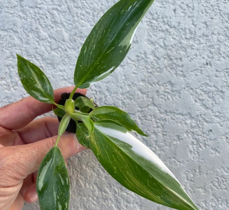 Philodendron White Princess Starter Plant | Stunning Variegated Aroid