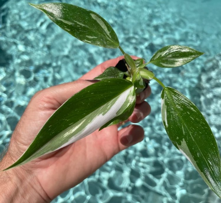 Philodendron White Princess Starter Plant | Stunning Variegated Aroid