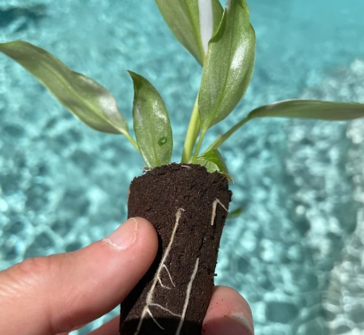Philodendron White Princess Starter Plant | Stunning Variegated Aroid